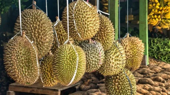 Day 1 Experience The Bold And Unique Taste Of Durian