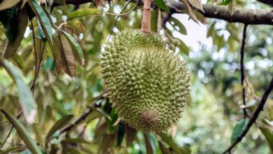 Experience The Unique Taste Of Durian