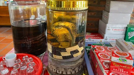 Day 3 Snake Wine An Exotic Specialty In Mekong Delta