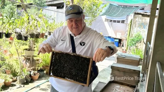 Day 12 Visit A Bee Farm To Explore Beekeeping And Enjoy Honey Tea
