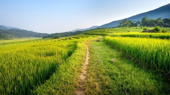 Day 2 Wander Scenic Trails Through Terraced Green Fields