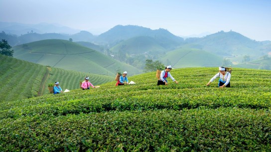 Hanoi to Thai Nguyen - Family’s Taste of Tea & Culture 2 days