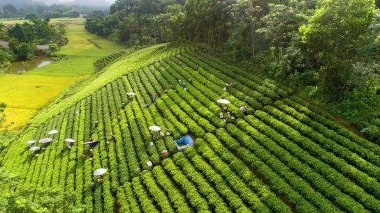Day 1 Arrive In Thai Nguyen Province The Land Of Tea Hills