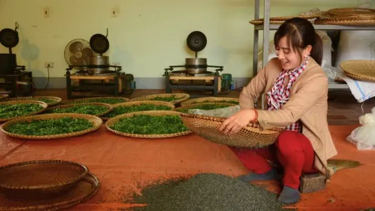 Day 2 Try Drying Freshly Picked Tea The Traditional Way