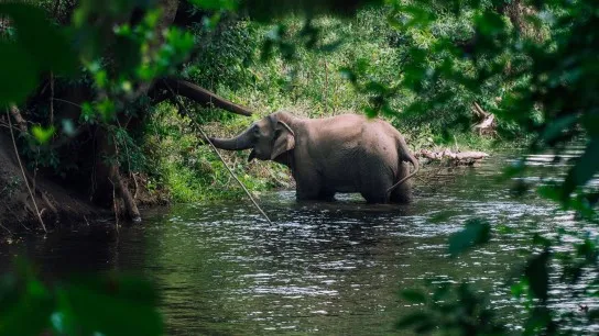 Day 5 Pay A Visit To Yok Don National Park