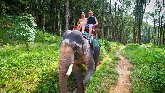 Day 5 Experience A 40 Minute Elephant Trek Through The Rainforest Trails
