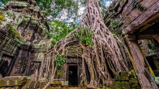 Day 10 Step Into Ta Prohm, Where Giant Roots Embrace Crumbling Stone Walls In Timeless Silence