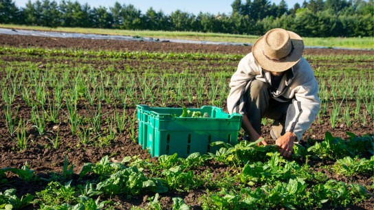 Manh Farm & Cooking Class in Hanoi Half Day