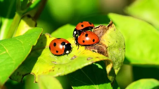 Catch Beetles In The Fields Guided By Local Experts