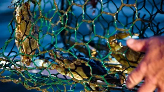 Join Locals To Catch Crabs With Fishing Nets