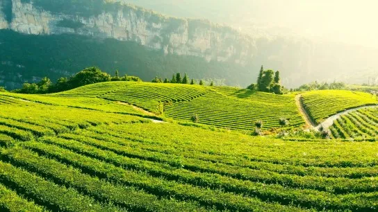 Day 1 Pass Through Endless Rolling Tea Hills On The Journey