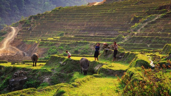 Luxury Halong Bay & Sapa Adventure 5 days