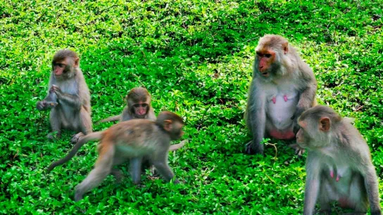 You Can Feed The Monkeys In The Islands
