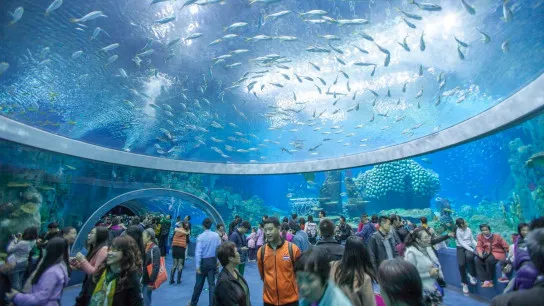 Explore Marine Biology At Oceanographic Museum