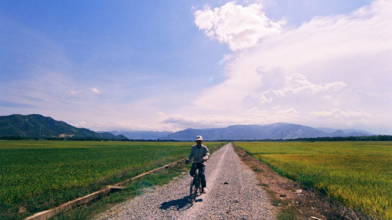 Paddy field in Nha Trang