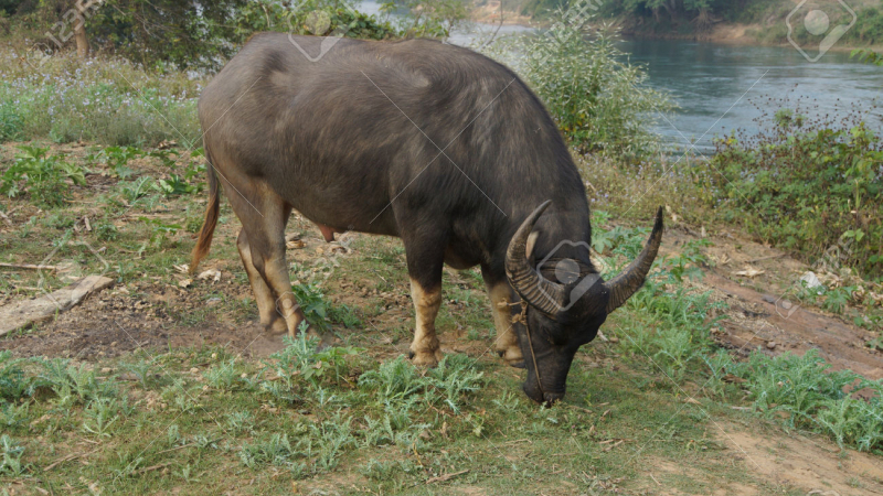 Water Buffalo Along Dokthawaddy River