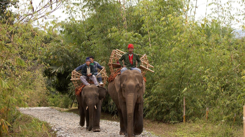 Elephant trekking