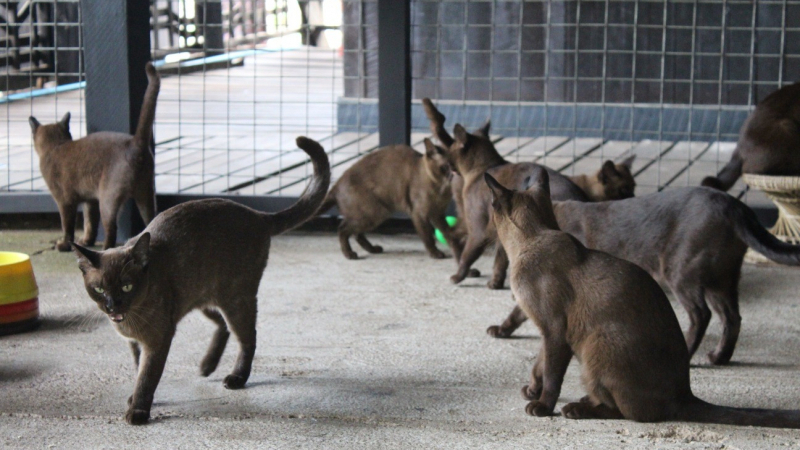Burmese Cat House, Inle Lake
