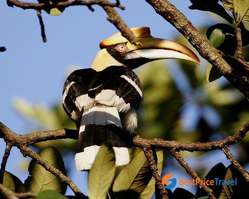 Bird in Ream National Park