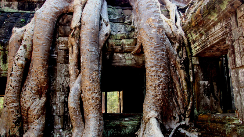 Taprohm Tree