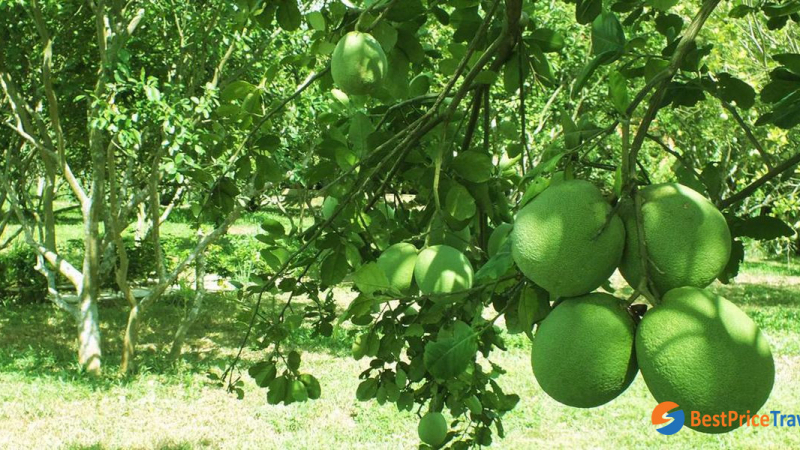 Thuy Bieu Eco Village 4