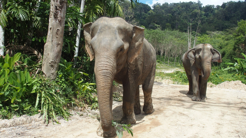 Phuket Elephant Sanctuary