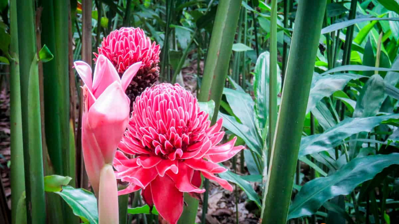 Pha Tad Ka Botanical Garden