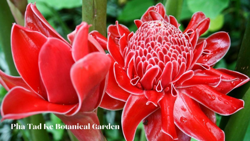 Pha Tad Ke Botanical Garden (2)