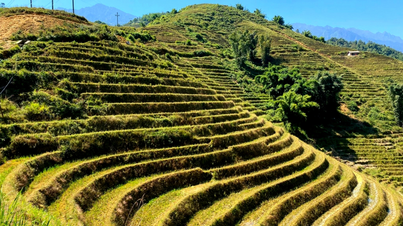 Enjoy The Beauty Of Rice Terraced Field