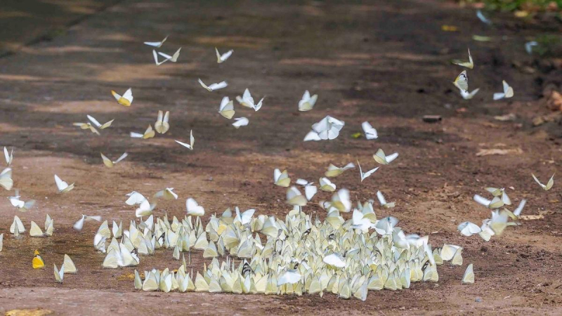 Explore The Wonderland Of Butterfly In The Forest