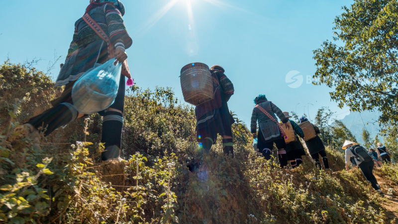Enjoy Trekking To Admire The Wild Beauty Of Villages In Sapa