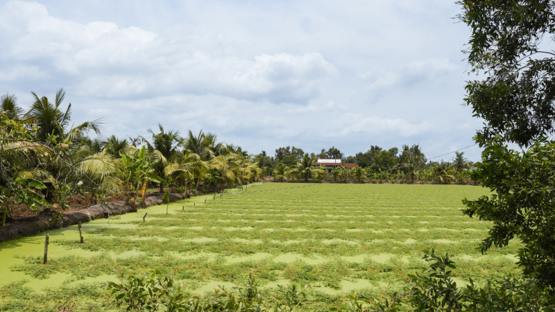 Peaceful village life