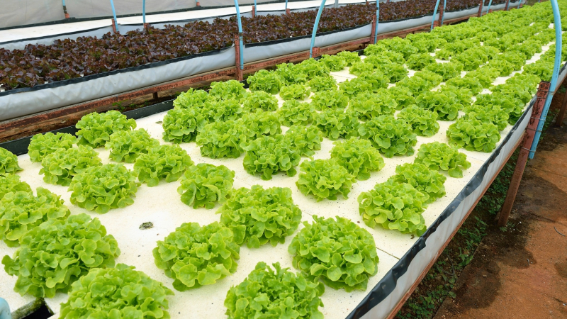 Day 10 Veggie Patchs In Royal Doi Angkhang