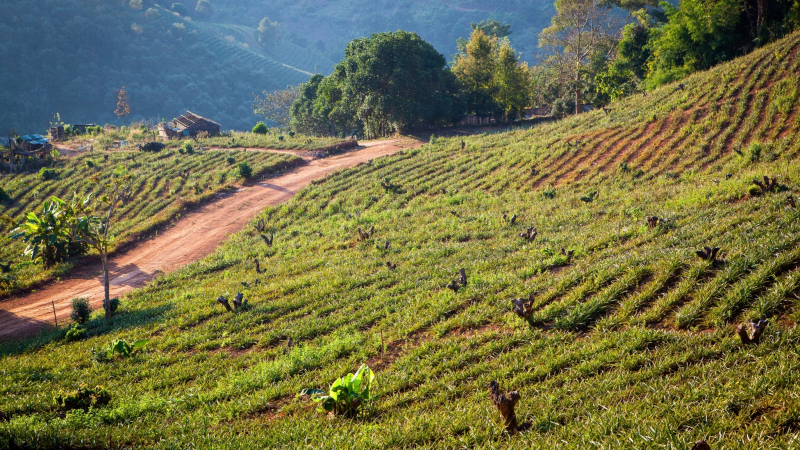 Day 9 Green Tea Plantation In Mae Salong