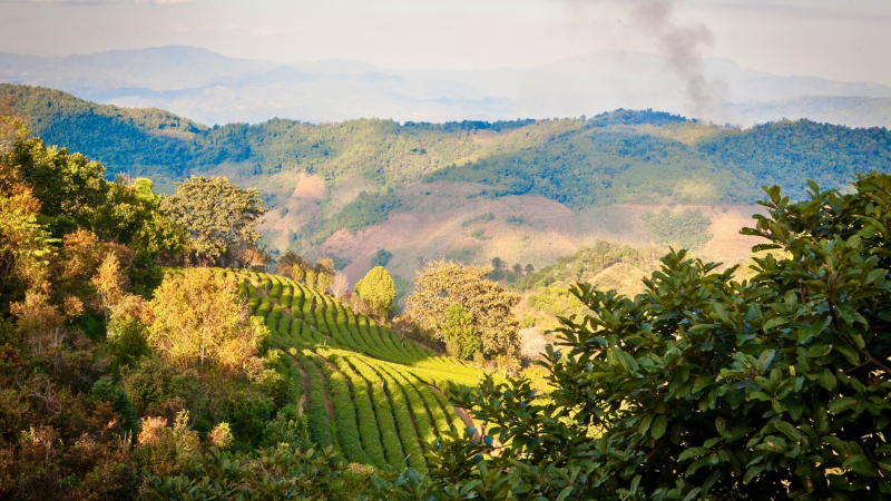 Day 3 Green Beauty In Mae Salong Tea Plantation