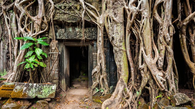 Day 9 Admire The Intricate Architecture In Ta Prohm