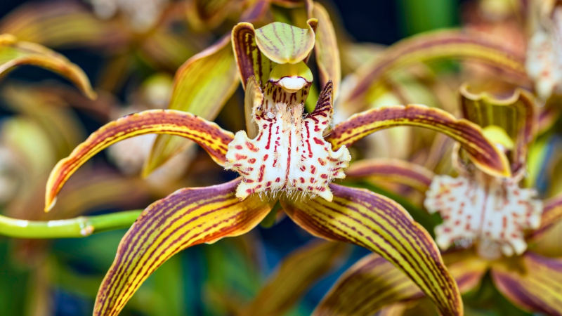 Day 2 Discover Unique Kinds Of Orchids In Phou Khao Khouay National Park