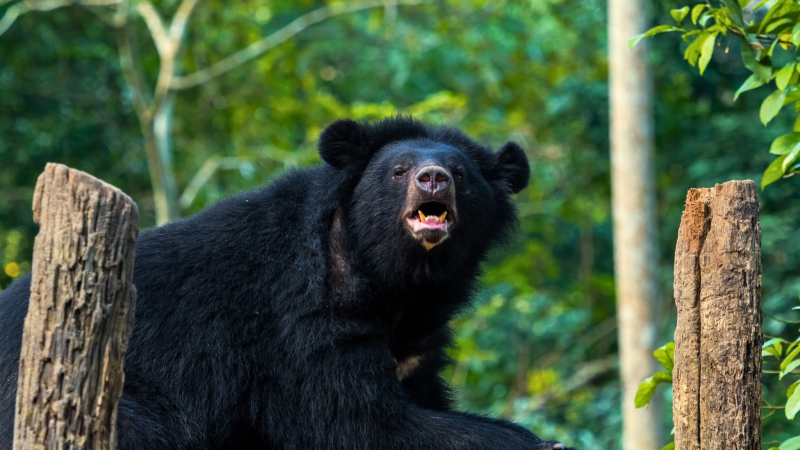 Day 3 Bear Rescue Center Where We Visit Rescued Animals From Hunters