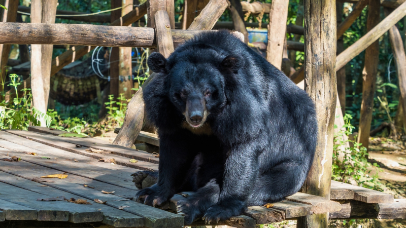 Day 2 See Some Adorable Bears From The Bear Rescue Centre