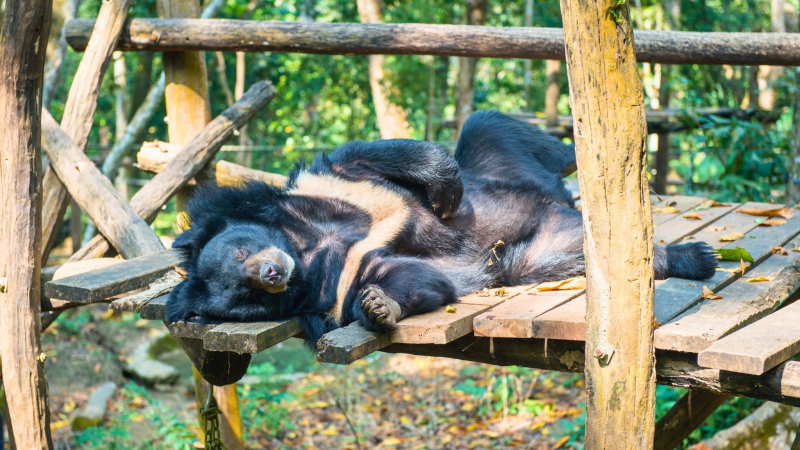 Day 3 Bear Rescue Center, The House Of Rescued Bears