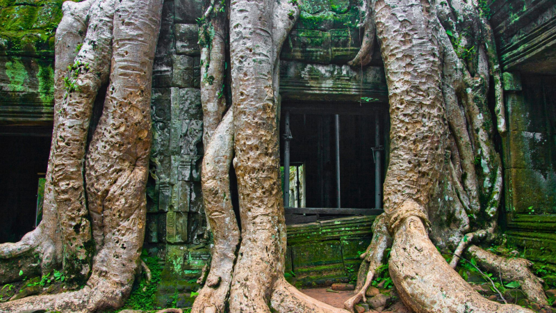 Day 2 Witness The Vision Of Temples Covered In Enormous Tree Roots In Ta Prohm