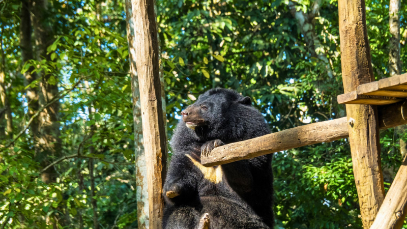 Day 2 Meet Some Adorable Asiatic Bear At The Bear Rescue Center
