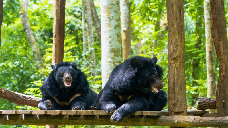 Day 3 Have A Look At Some Lovely Bears At The Bear Rescue Center