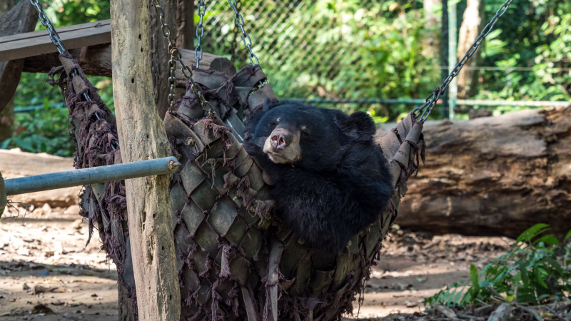 Day 3 Visit Saved Animals From Hunters And Traffickers At The Bear Rescue Center