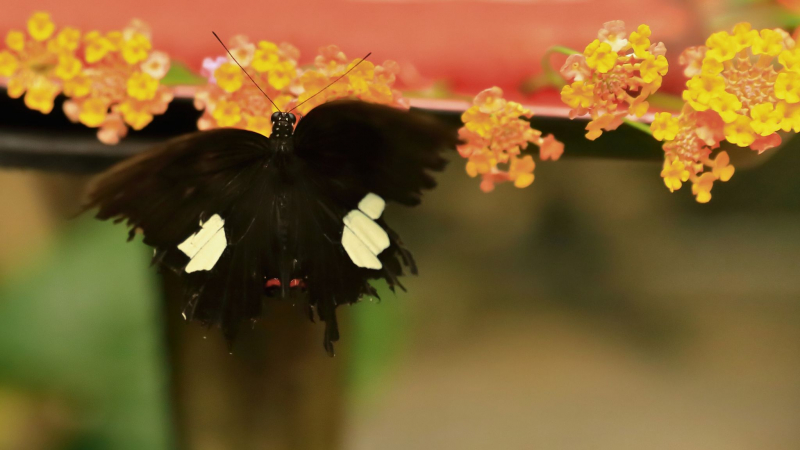 Day 2 Admire Colorful Flora And Fauna And Butterflies At The Butterflies Park