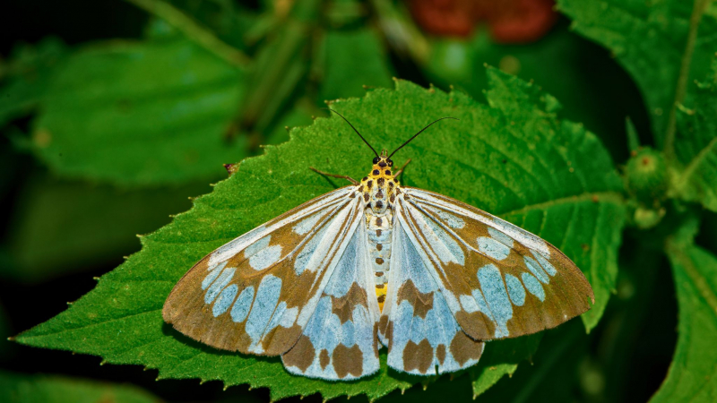 Day 2 The Mission Of Butterflies Park Is To Bring Attention To Laos' Natural Environment