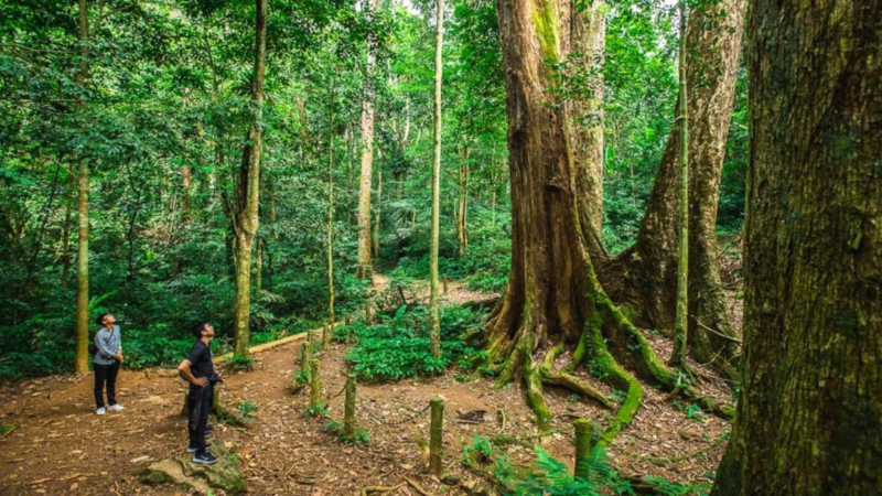 Day 1 1000 Year Old Tree In Cuc Phuong National Park