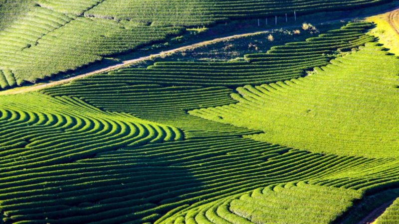 Day 2 Endless Green Tea Hills Of Mai Chau