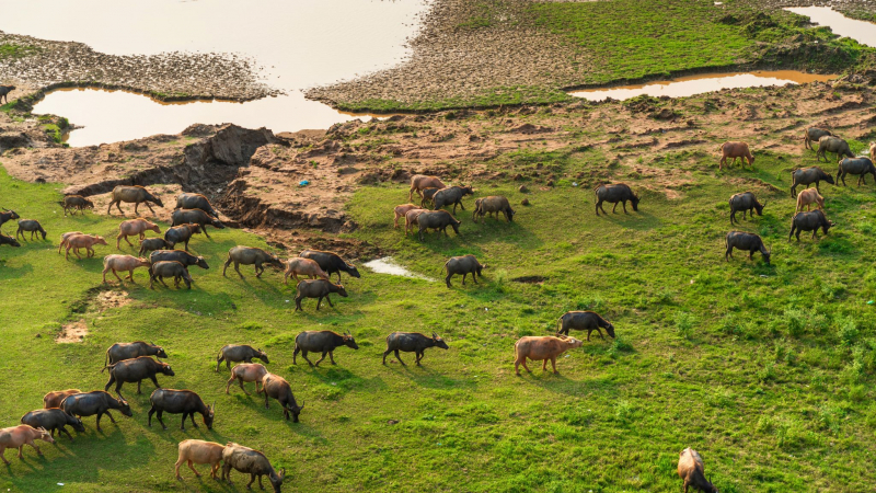 Look At The Buffaloes Grazing On Both Sides Of The Red River