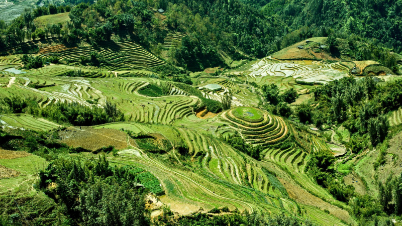 Admire The Winding Terraced Fields